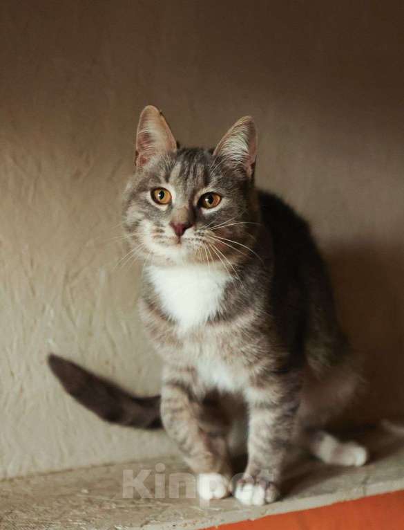Кошки в других городах Московской области: Котенок ищет дом Мальчик, Бесплатно - фото 2