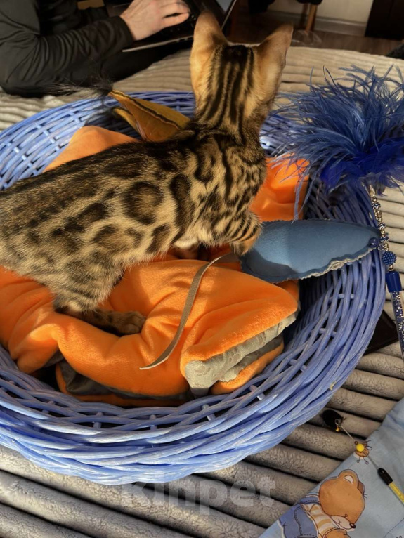 Кошки в Самаре: Бенгальская девочка Veritay Bayleys Девочка, 60 000 руб. - фото 9