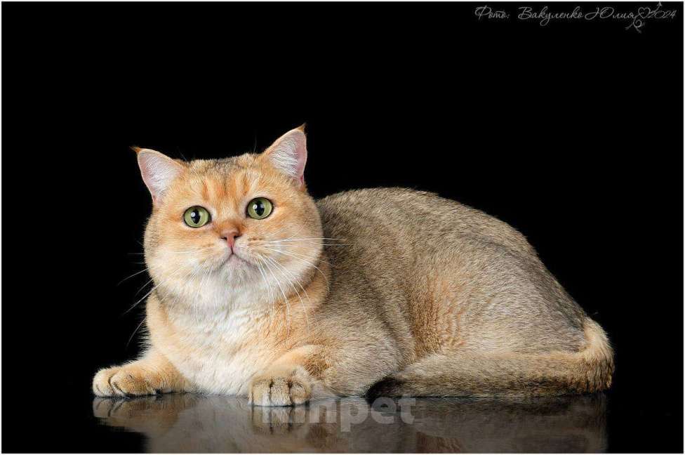 Кошки в Геленджике: Вязка шотландского кота в Геленджике Мальчик, 5 000 руб. - фото 3