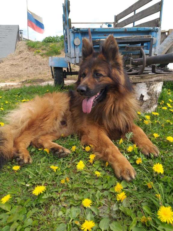Собаки в Чехове: Вязка немецких овчарок, Бесплатно - фото 1