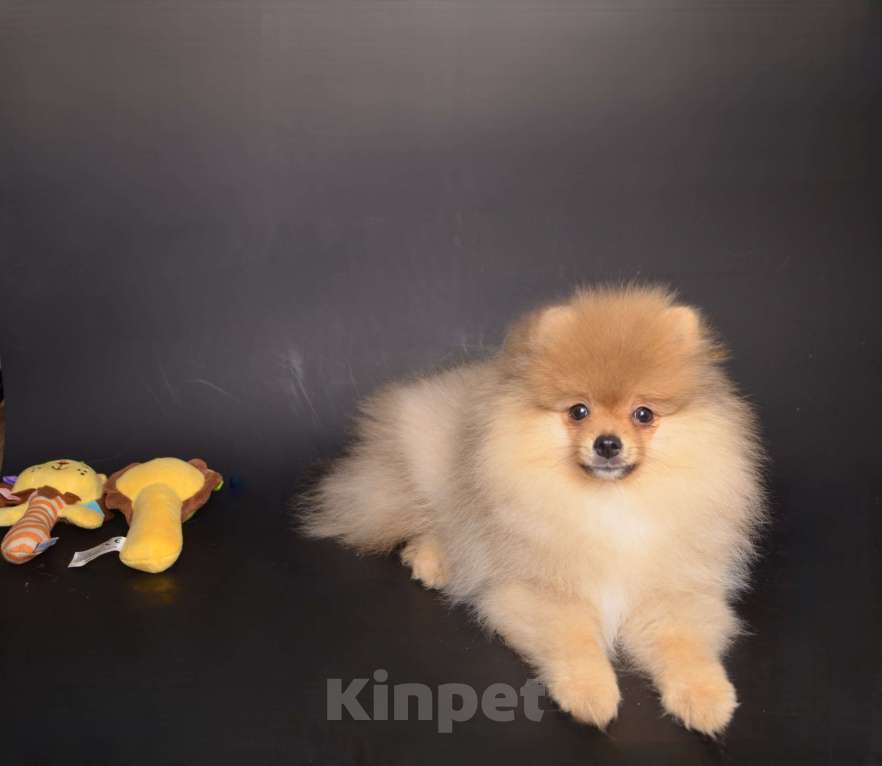 Собаки в Костроме: Щенки немецкого шпица Девочка, 23 000 руб. - фото 10