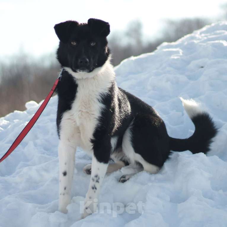 Собаки в Москве: Курт Мальчик, Бесплатно - фото 2