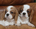 Собаки в Санкт-Петербурге: Кавалер кинг чарльз спаниель Разнополые, 50 000 руб. - фото 1