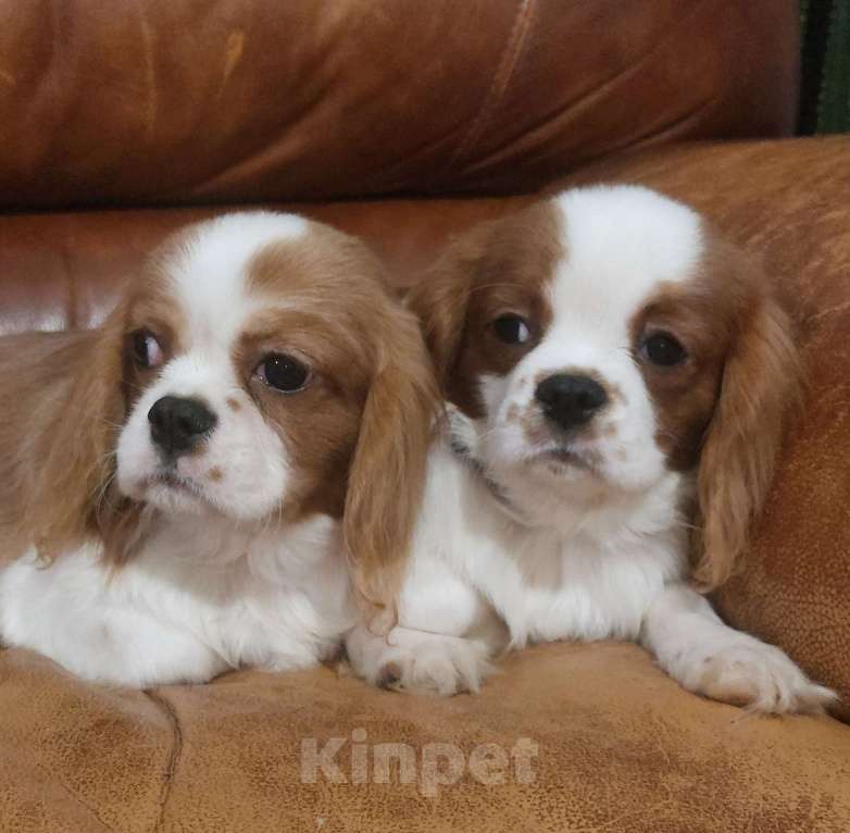 Собаки в Санкт-Петербурге: Кавалер кинг чарльз спаниель Разнополые, 50 000 руб. - фото 1