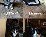 Кошки в Шелехове: Отдам котенка Девочка, Бесплатно - фото 1