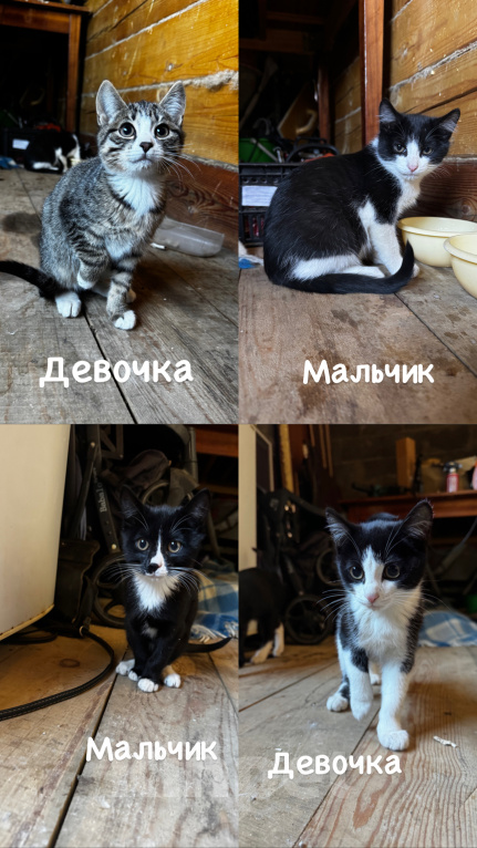 Кошки в Шелехове: Отдам котенка Девочка, Бесплатно - фото 1