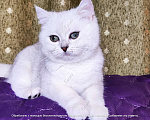 Кошки в Москве: Британские короткошёрстные котята Девочка, Бесплатно - фото 2