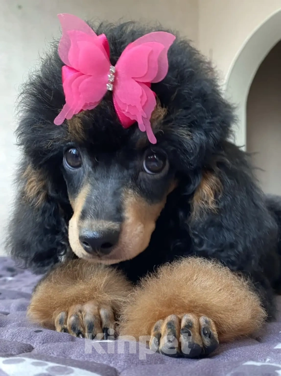 Собаки в Москве: Пудель фантом девочка Девочка, Бесплатно - фото 1