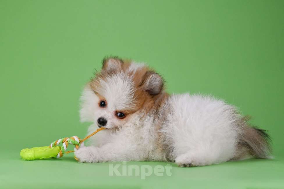 Собаки в Ростове-на-Дону: Продается мальчик померанского щпица от высокопородных родителей. Мальчик, 35 000 руб. - фото 4