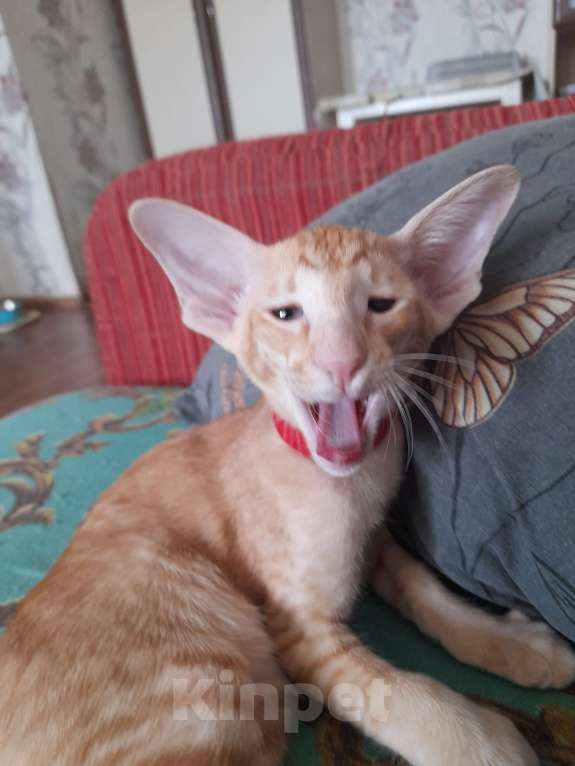 Кошки в Томске: Ориентальные котята Девочка, 50 000 руб. - фото 3