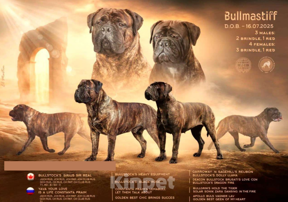 Собаки в Ханты-Мансийске: Щенок бульмастифа Девочка, Бесплатно - фото 5