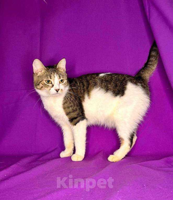 Кошки в Москве: Кошка с лейкозом в добрые руки Девочка, Бесплатно - фото 3