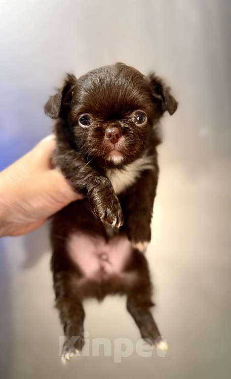 Собаки в Ростове-на-Дону: Мальчик чихуахуа Мальчик, 35 000 руб. - фото 10