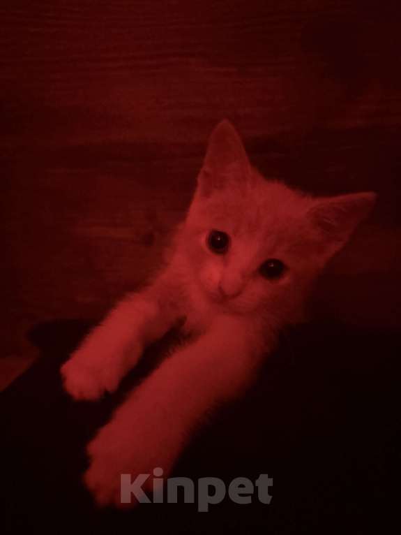 Кошки в Севастополе: отдаём котенка,срочно ищем ему дом Мальчик, Бесплатно - фото 3