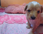 Собаки в Новошахтинске: Ксоло в шерсти. Нежнейшая девочка с симметричным сердечком на лбу  Девочка, 5 000 руб. - фото 3