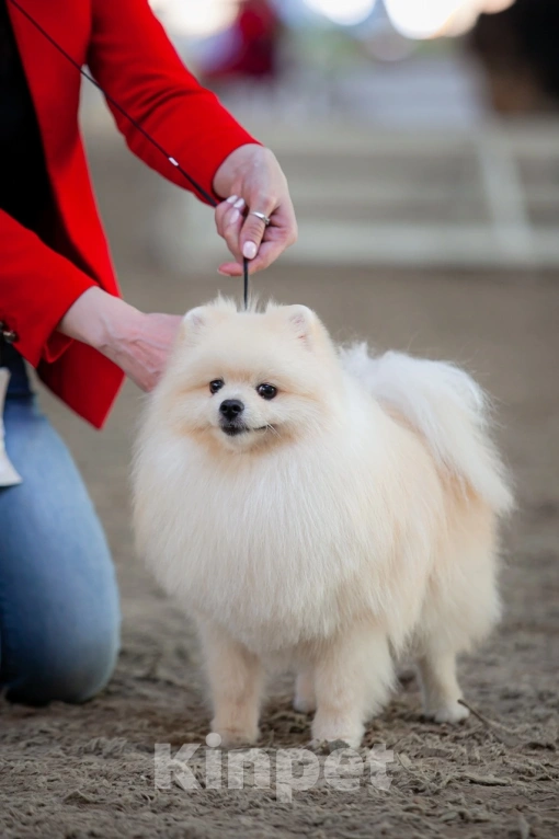 Собаки в Челябинске: Вязка  Мальчик, 1 руб. - фото 3