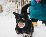 Собаки в Москве: Дэйви ищет дом Мальчик, Бесплатно - фото 4