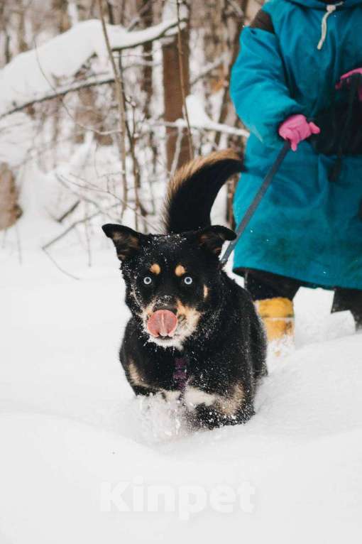 Собаки в Москве: Дэйви ищет дом Мальчик, Бесплатно - фото 4