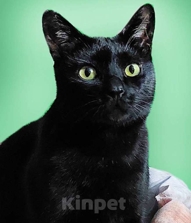 Кошки в Санкт-Петербурге: Прелестная Яся в добрые руки. Девочка, Бесплатно - фото 1