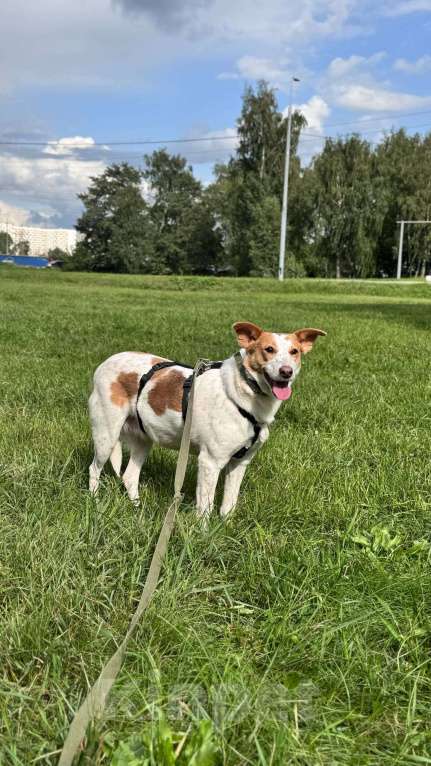 Собаки в Москве: Веснушка, девочка поцелованная солнцем Девочка, Бесплатно - фото 7