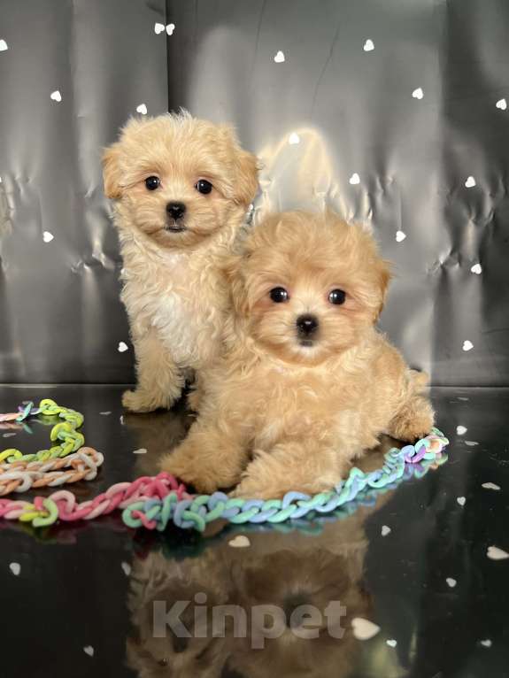 Собаки в Котельнике: Мальтипу ф 1 бишпу Пушон Тедди тикап пудель  Мальчик, 150 000 руб. - фото 3