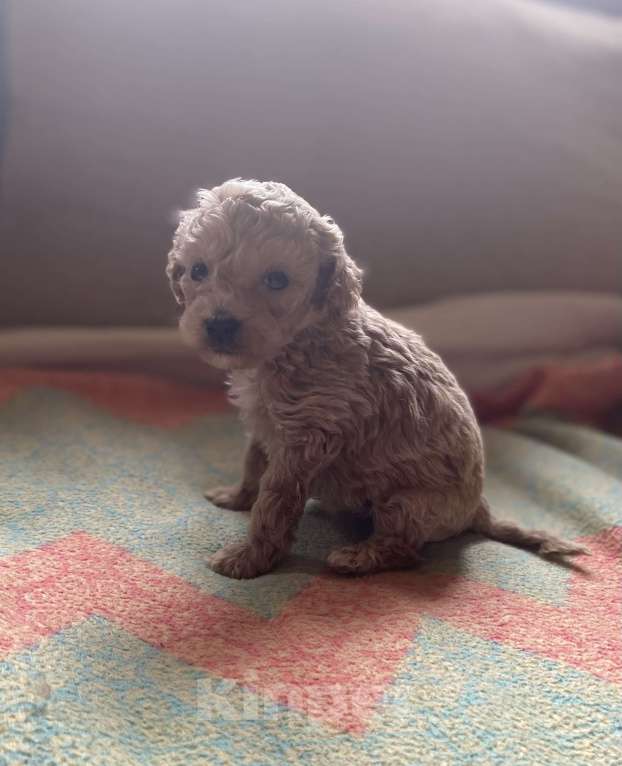 Собаки в Санкт-Петербурге: Очаровательная девочка той пуделя Девочка, Бесплатно - фото 2