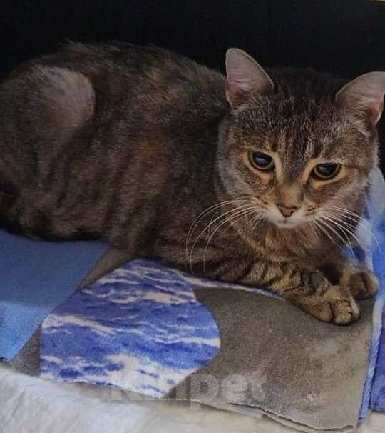 Кошки в Москве: Анфиска в добрые ручки Девочка, Бесплатно - фото 2