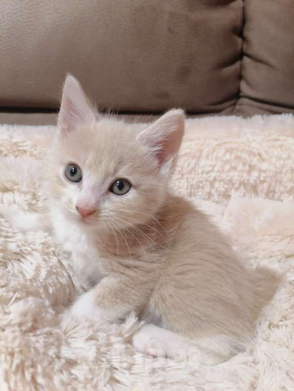 Кошки в Калуге: Девочка  по имени Маркиза Девочка, 35 000 руб. - фото 2