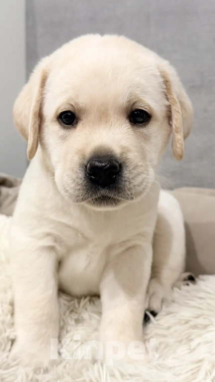 Собаки в Иркутске: ЩЕНКИ ЛАБРАДОРА РЕТРИВЕРА Разнополые, 60 000 руб. - фото 5