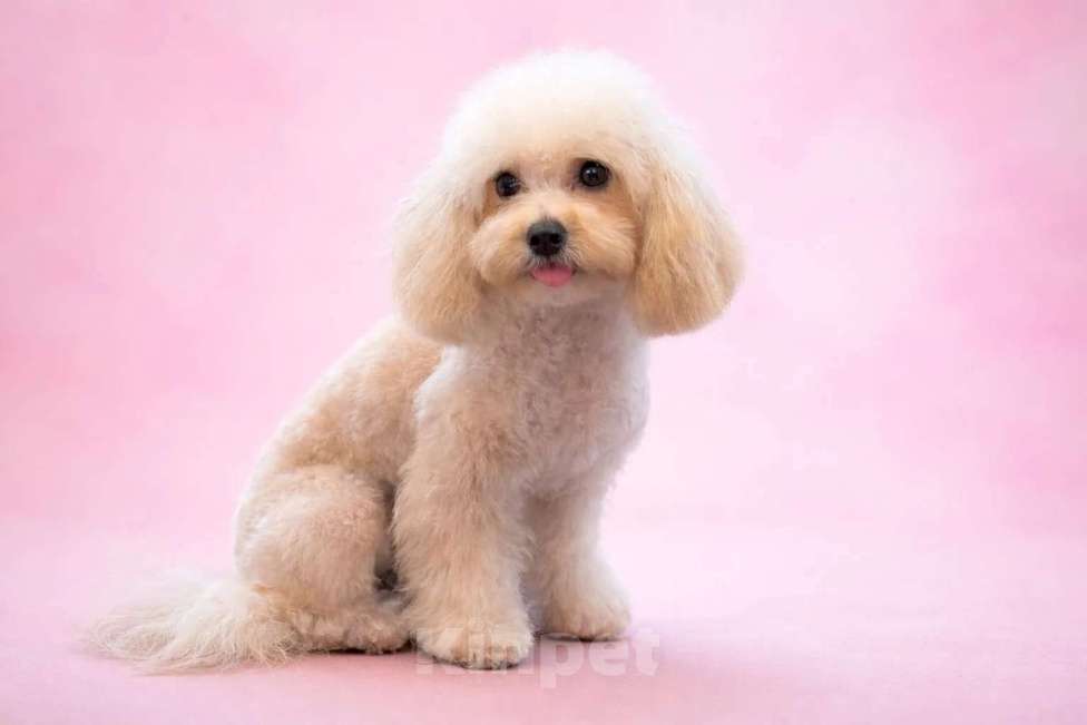 Собаки в Москве: бишон пушон Девочка, 70 000 руб. - фото 1