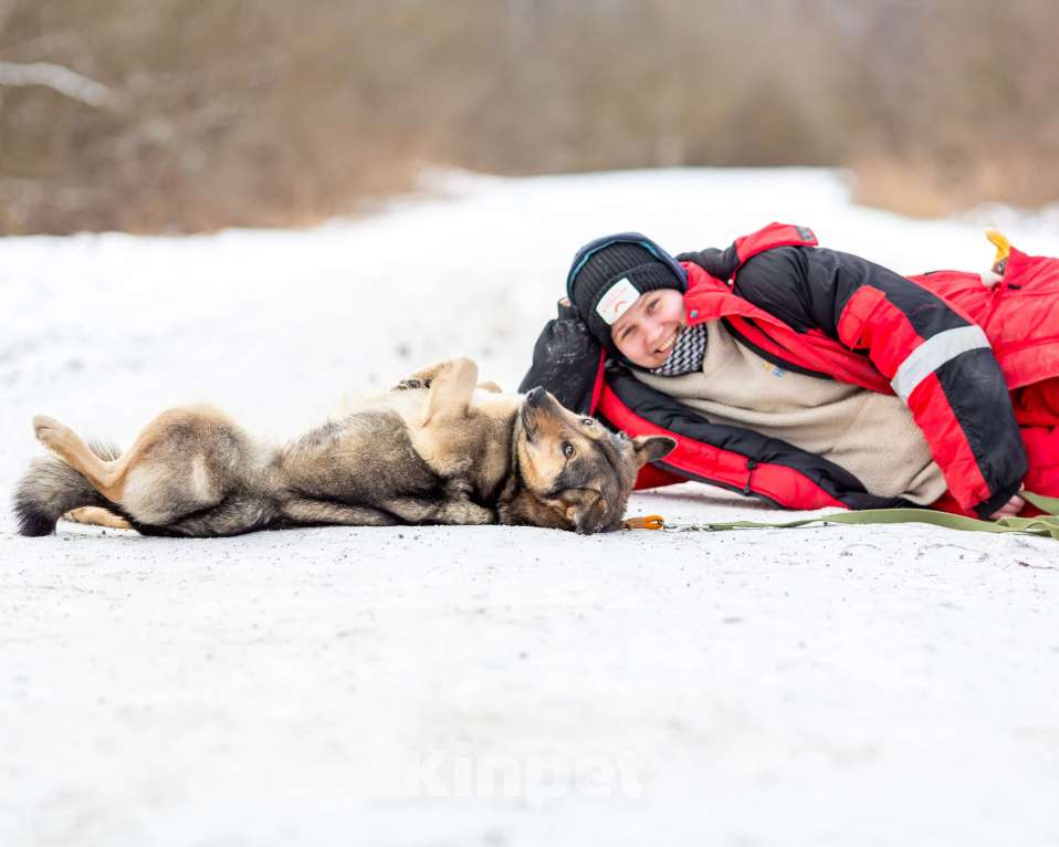 Собаки в других городах Московской области: Ищет дом жизнерадостная Нева Девочка, Бесплатно - фото 9
