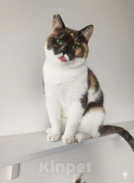 Кошки в Раменском: Джемма в дар Девочка, Бесплатно - фото 5