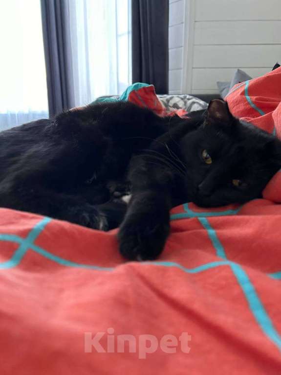 Кошки в Москве: Ищет дом прекрасная кошка Сабрина. Девочка, Бесплатно - фото 7