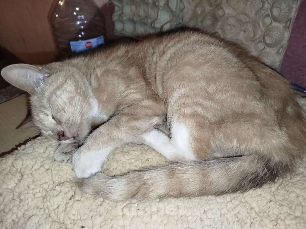 Кошки в Санкт-Петербурге: Кот или кошечка, рыжее животное Девочка, Бесплатно - фото 7