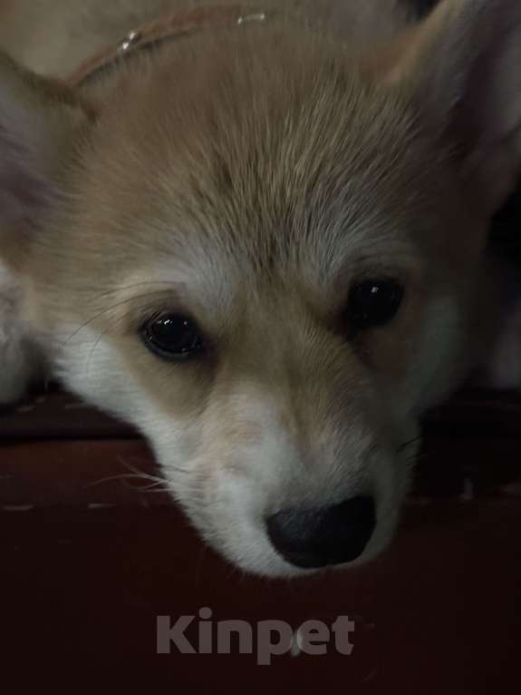 Собаки в Ковровом: Продам щенка  Девочка, 40 000 руб. - фото 2