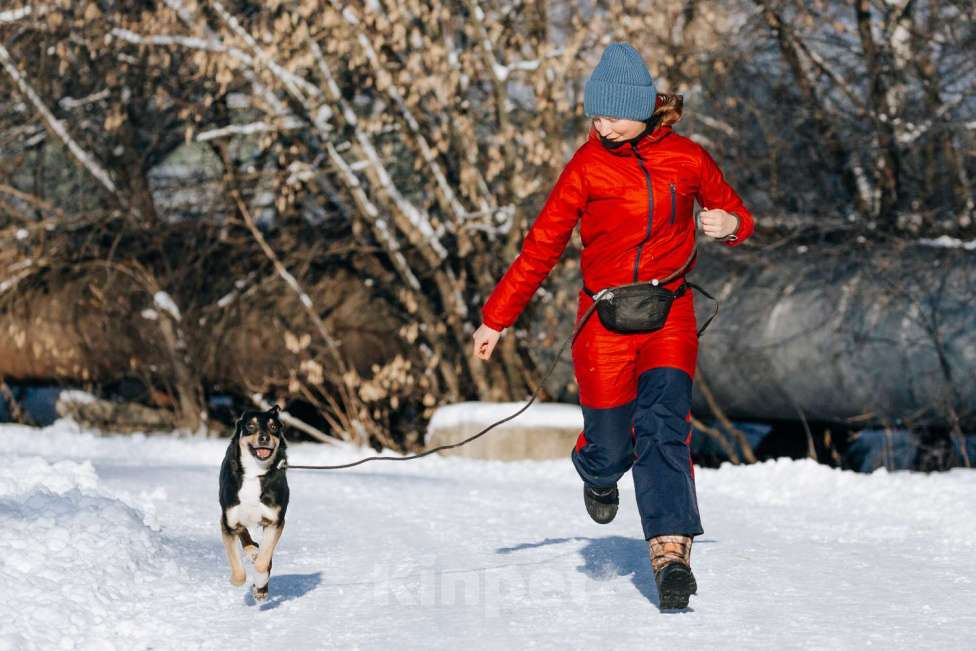Собаки в Москве: Познакомьтесь с очаровательной Эн-ю!  Девочка, Бесплатно - фото 3