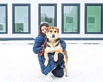 Собаки в Москве: Бари срочно ищет дом Мальчик, Бесплатно - фото 3