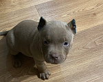 Собаки в Краснодаре: Продается американский буллит  Девочка, 50 000 руб. - фото 2