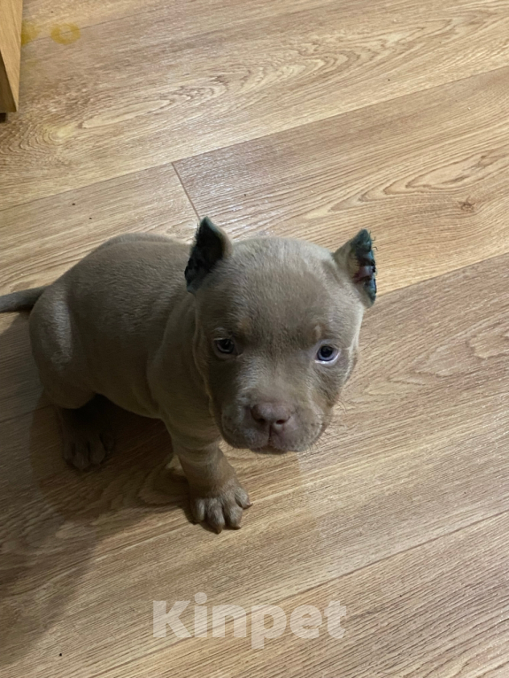 Собаки в Краснодаре: Продается американский буллит  Девочка, 50 000 руб. - фото 2