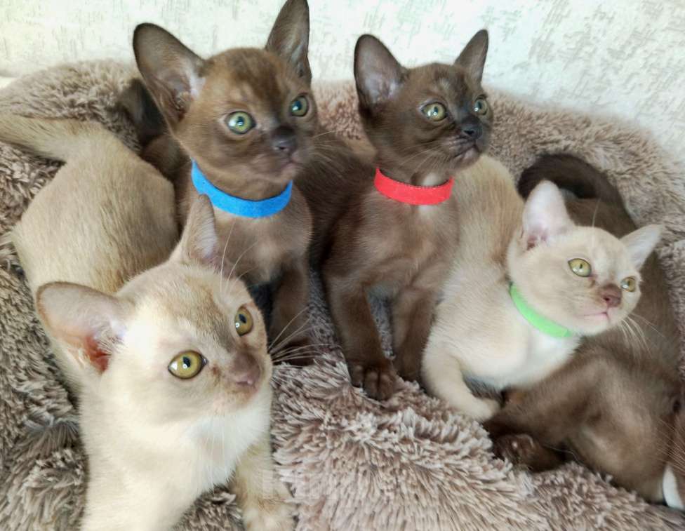 Кошки в Ковровом: Флер де лилу г Девочка, Бесплатно - фото 4