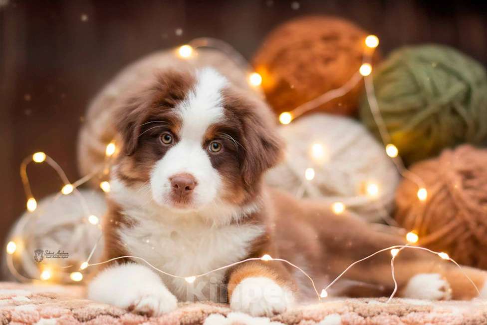 Собаки в Москве: Миниатюрная американская овчарка (мини-аусси) Мальчик, 150 000 руб. - фото 1