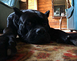 Собаки в Химках: Вязка, 5 руб. - фото 2