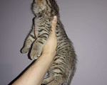 Кошки в Теберде: Тигрёнок на Золоте с Особняком, 14 999 руб. - фото 5