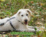Собаки в Москве: малышка Плюша в поисках дома Девочка, Бесплатно - фото 4