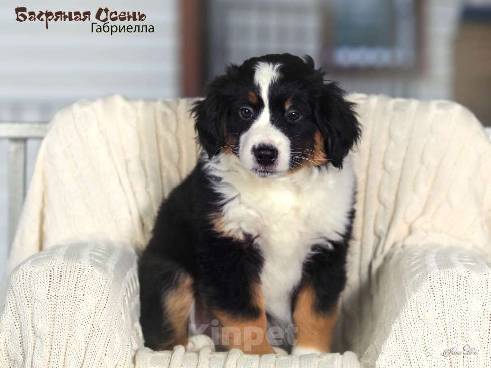 Собаки в других городах Московской области: Продается девочка миниаусси Девочка, 60 000 руб. - фото 7