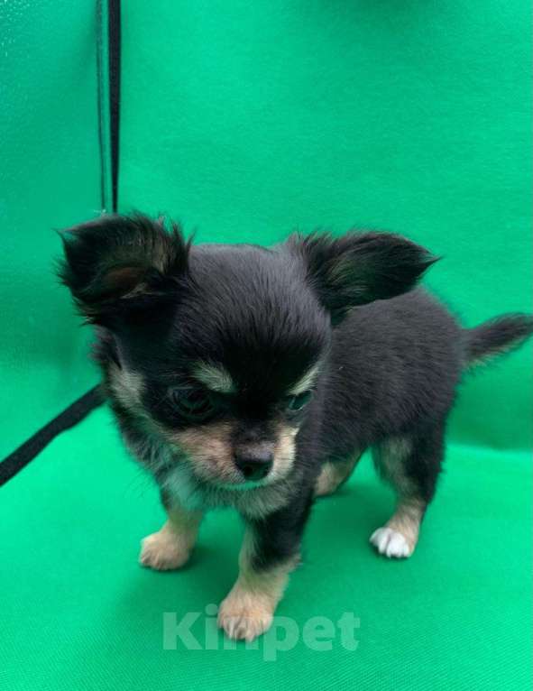 Собаки в Москве: Щенок чихуахуа, мальчик, длиношерстный.  Мальчик, 70 000 руб. - фото 5