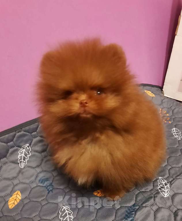 Собаки в Перми: Пермь Мальчик, 40 000 руб. - фото 1