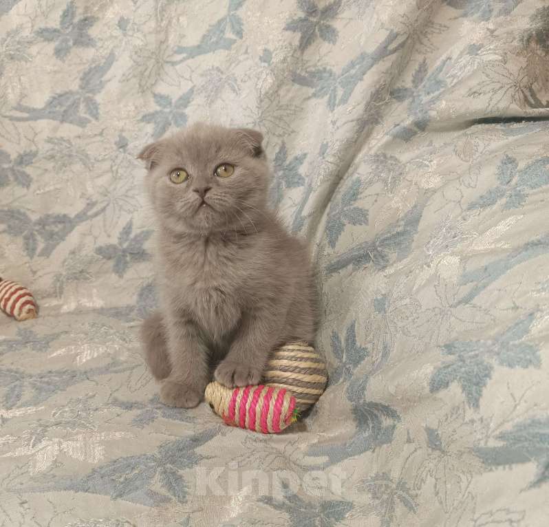 Кошки в Москве: Вислоухий котенок лилового окраса Мальчик, 25 000 руб. - фото 7