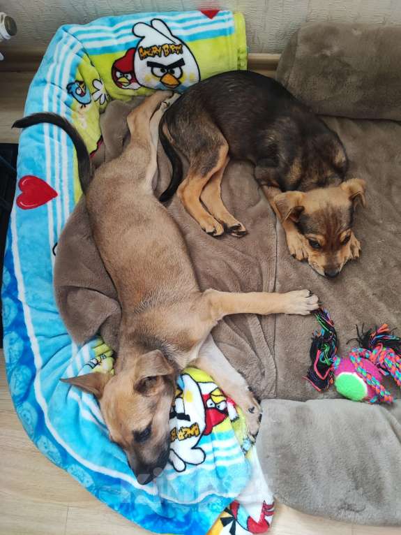 Собаки в Раменском: Отдам в добрые руки найденыша Мальчик, 1 руб. - фото 3