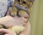 Кошки в Владивостоке: Британский котенок. Шоколадная девочка Девочка, 60 000 руб. - фото 2